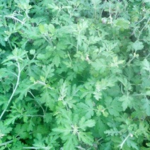 野菊花统货