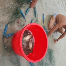 河鲤鱼1~2公斤食用