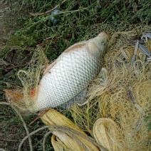 池鲤鱼食用1~2公斤