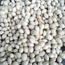 银杏果自家量大可议价