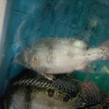 鳜鱼30~40cm食用活鱼
