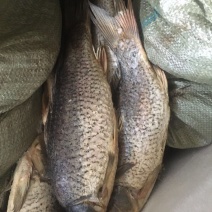 池鲤鱼1~2公斤食用
