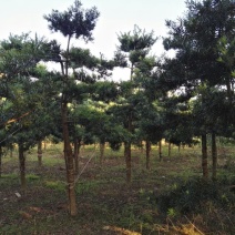 造型罗汉松松8公分到15公分大量供应