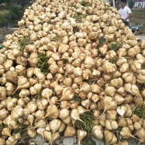 凉薯500~1000g