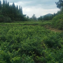 藤茶一级