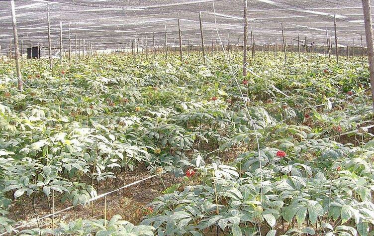 三棱草植株特写：三角形茎秆、闭合叶鞘、顶生褐色伞形花序，背景为水田环境