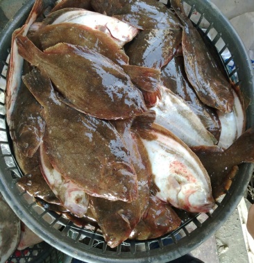 [鸦片鱼批发]鸦片鱼 冰鲜鱼一条半斤左右价格12.00元/斤 - 一亩田