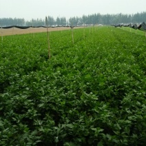 法国皇后芹菜60cm以上
