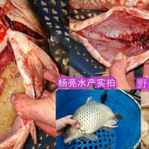 鲤鱼食用3公斤以上