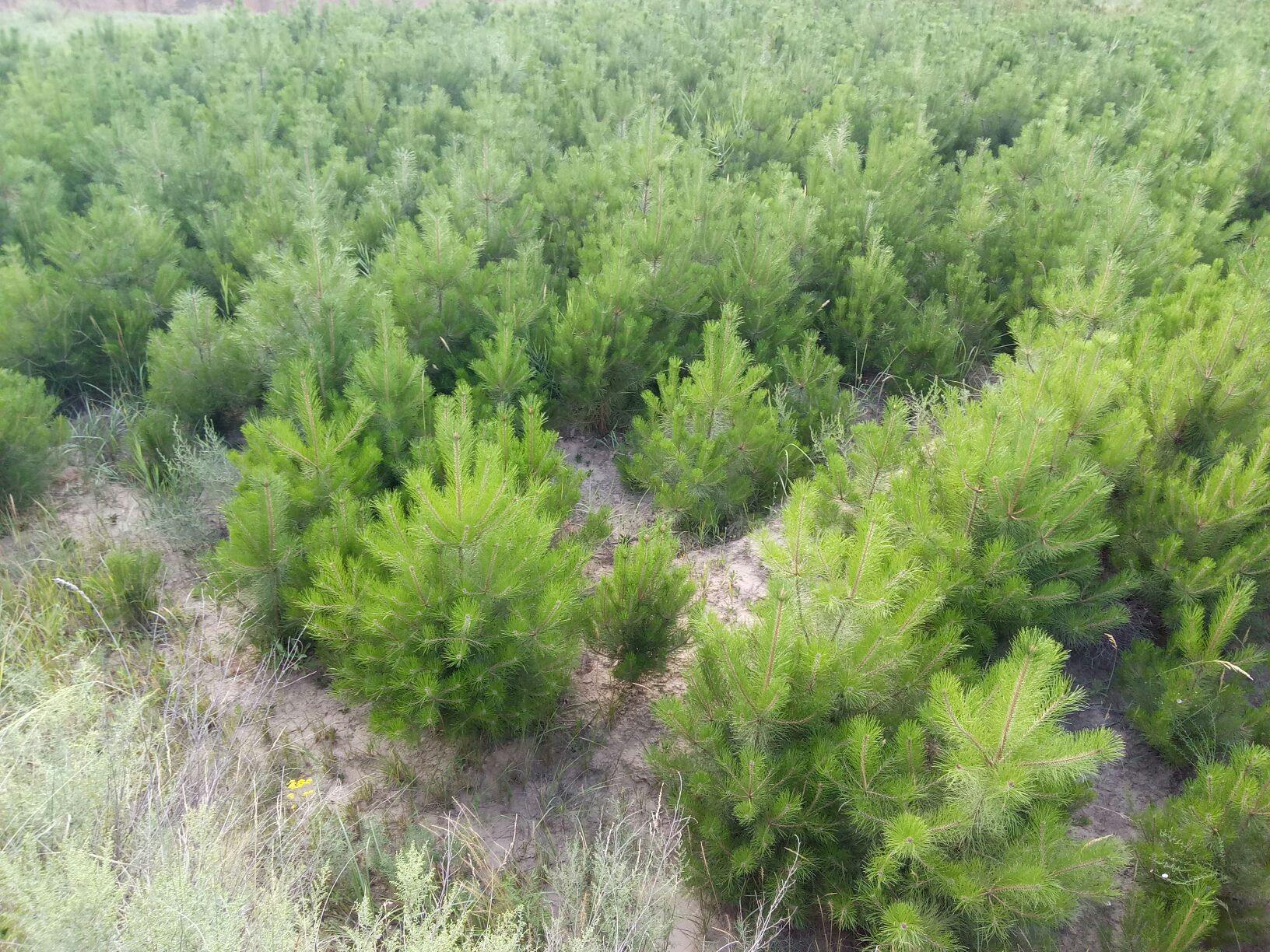 油松幼苗在苗圃中整齐排列