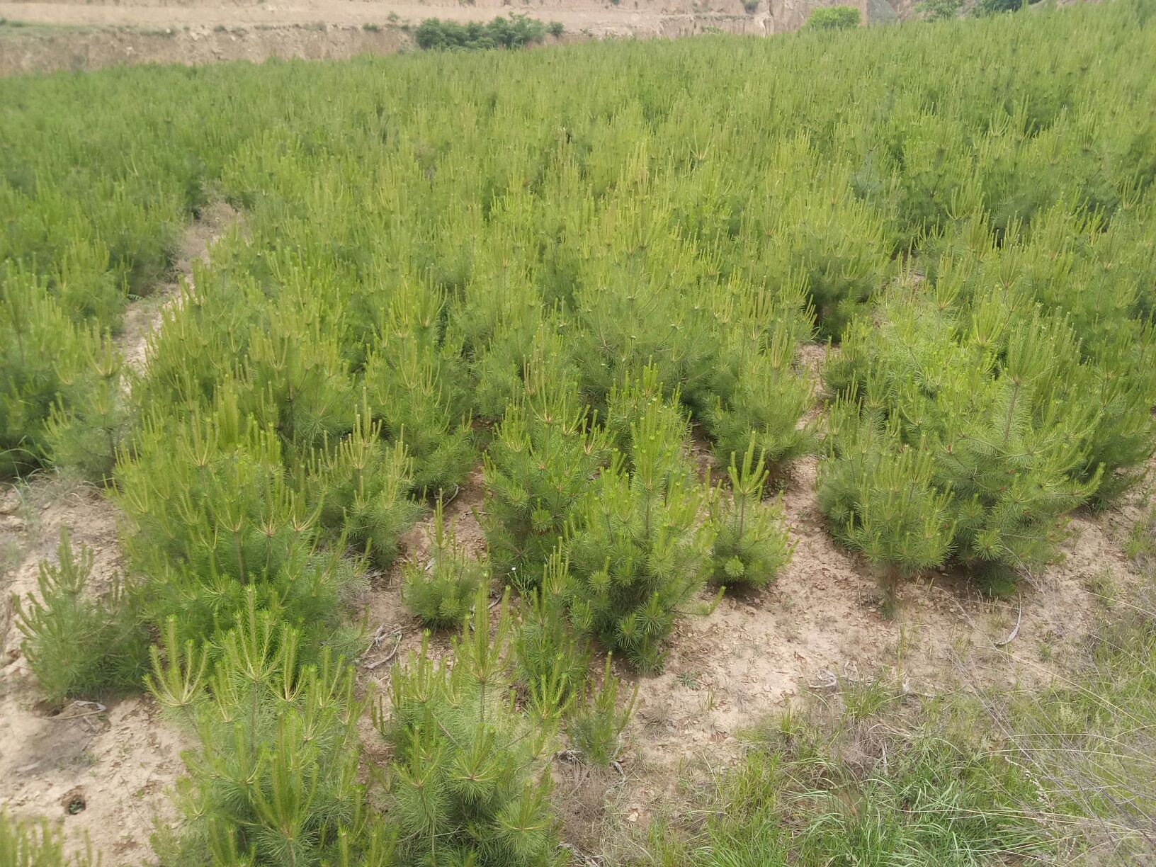 一片红松人工林中,健康的红松幼苗与周围茂密的禾本科和阔叶杂草形成明显对比,展示出杂草竞争压力下的生长受限现象。背景为春季山地林地环境,地面覆盖枯枝落叶层 红松幼苗与周围杂草对比图