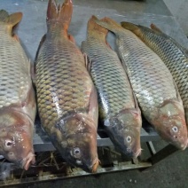 河鲤鱼食用2~3公斤