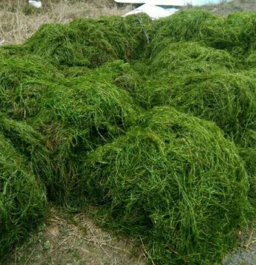 [伊乐藻批发]伊乐藻苦草轮叶黑藻水花生价格0.01元/株 - 一亩田