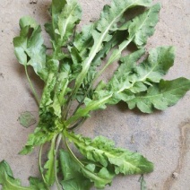 荠菜10cm以上