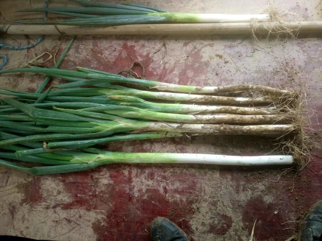 一位家庭主妇在明亮的厨房中切削一根新鲜的章丘大葱,案板上有完整的葱体,葱白修长洁白,葱叶翠绿挺拔,旁边摆放着炒锅和调料瓶,准备用于烹饪家常菜 家庭厨房中使用章丘大葱烹饪场景