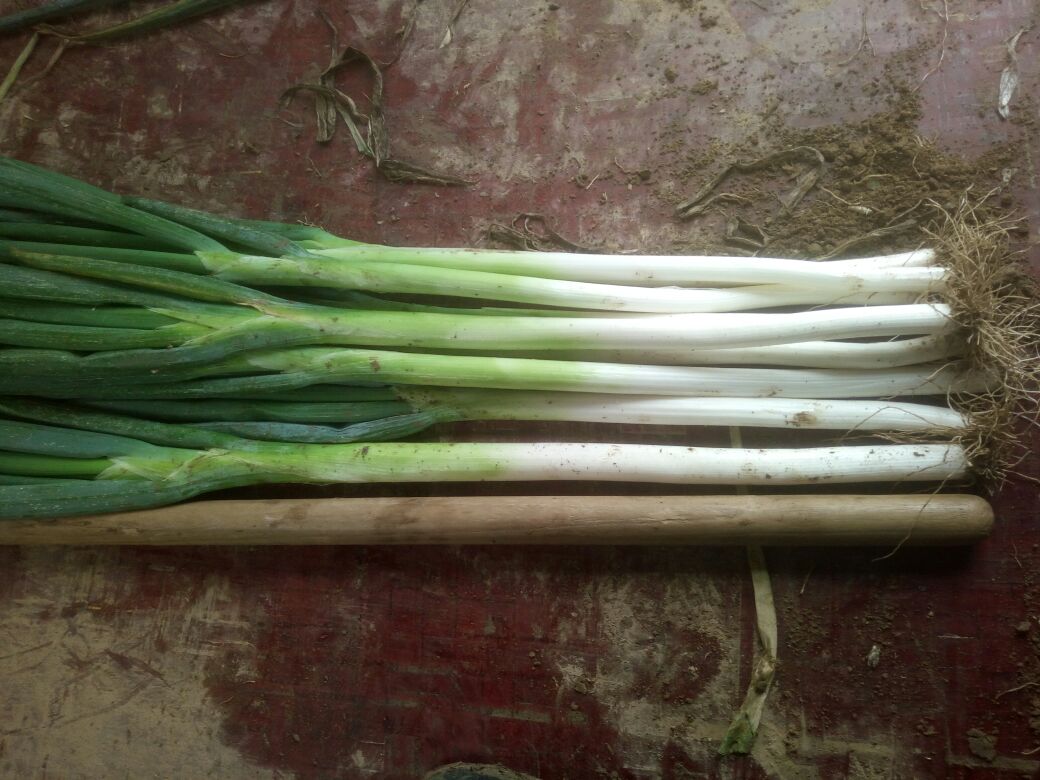 章丘新大葱营养成分对比图示