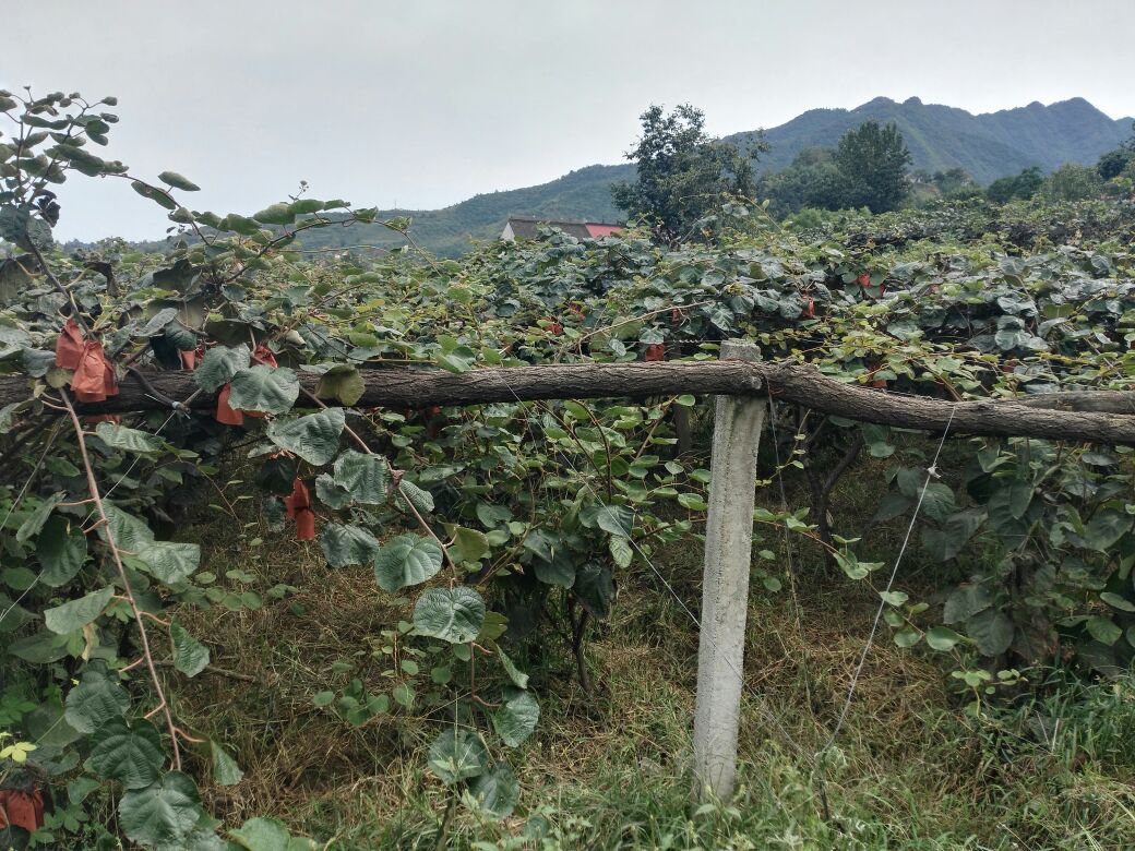 海沃德猕猴桃果园全景