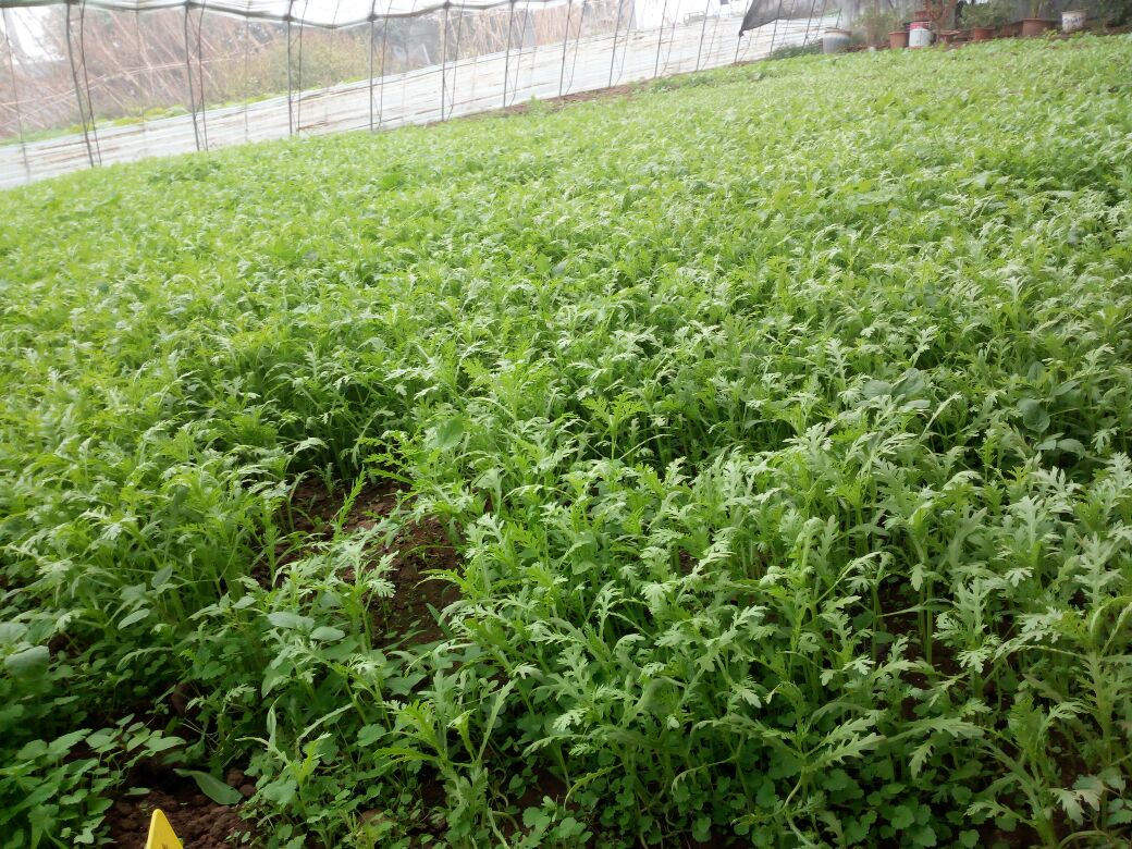航拍视角下的鄱阳湖沿岸绿色农田,成片的茼蒿田呈规则几何状分布,远处可见湖泊水面与湿地植被交界线,田间有农民正在采收作业,土壤呈深褐色,地表湿润 鄱阳湖畔的茼蒿种植基地航拍图