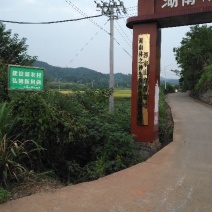 油茶苗30~50cm，湘林糸，关林糸，分枝多，地径粗，