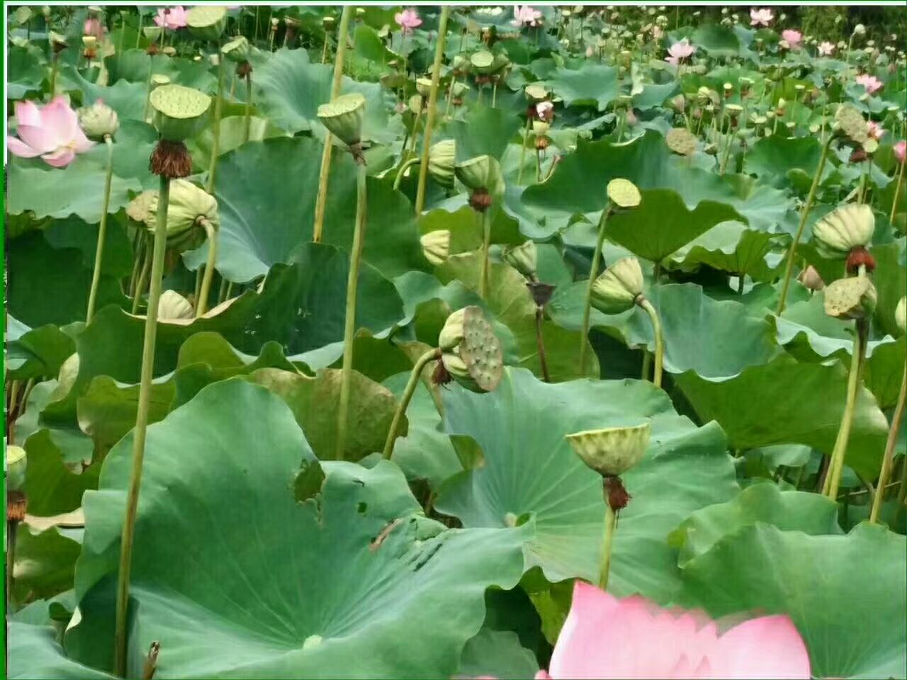 展示成熟的白莲子种植基地,莲叶茂盛,部分莲蓬已经采摘 白莲子种植基地实景图