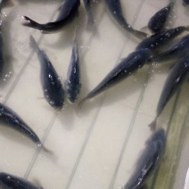 裸鲤鱼食用2~3公斤