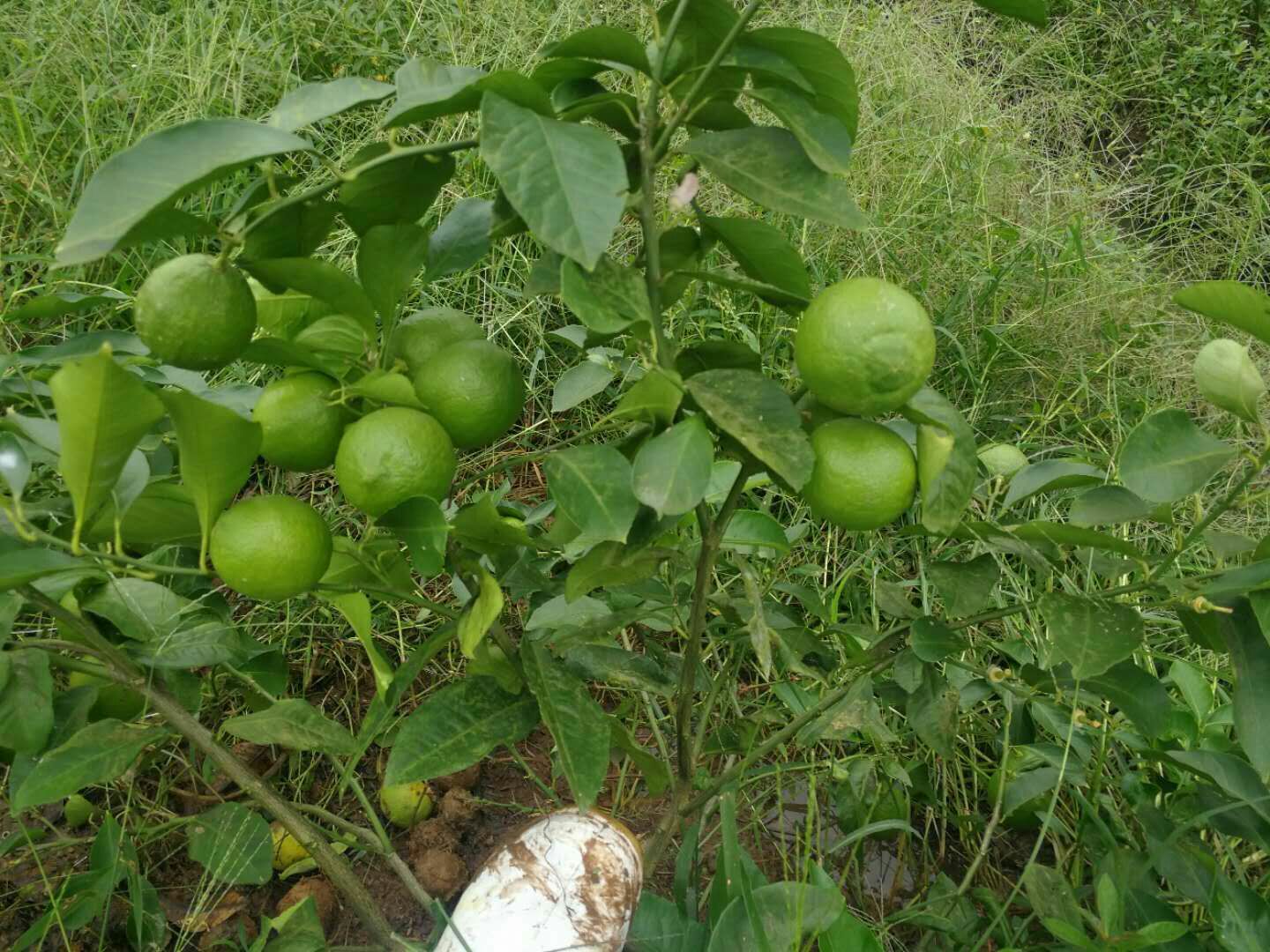 两株柑橘类植物并列展示:左侧为尤力克柠檬树,树形直立,叶片狭长深绿;右侧为香水柠檬树,枝条开张,叶片宽大且具明显翼叶。地面摆放两种果实样本,尤力克柠檬呈浅黄色长椭圆状,香水柠檬为深绿色近球形。背景标注‘四川安岳’与‘海南儋州’产地标识 尤力克柠檬与香水柠檬植株对比图