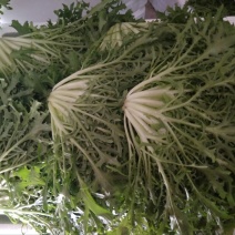 苦菊20~25cm
