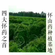 柠檬膏