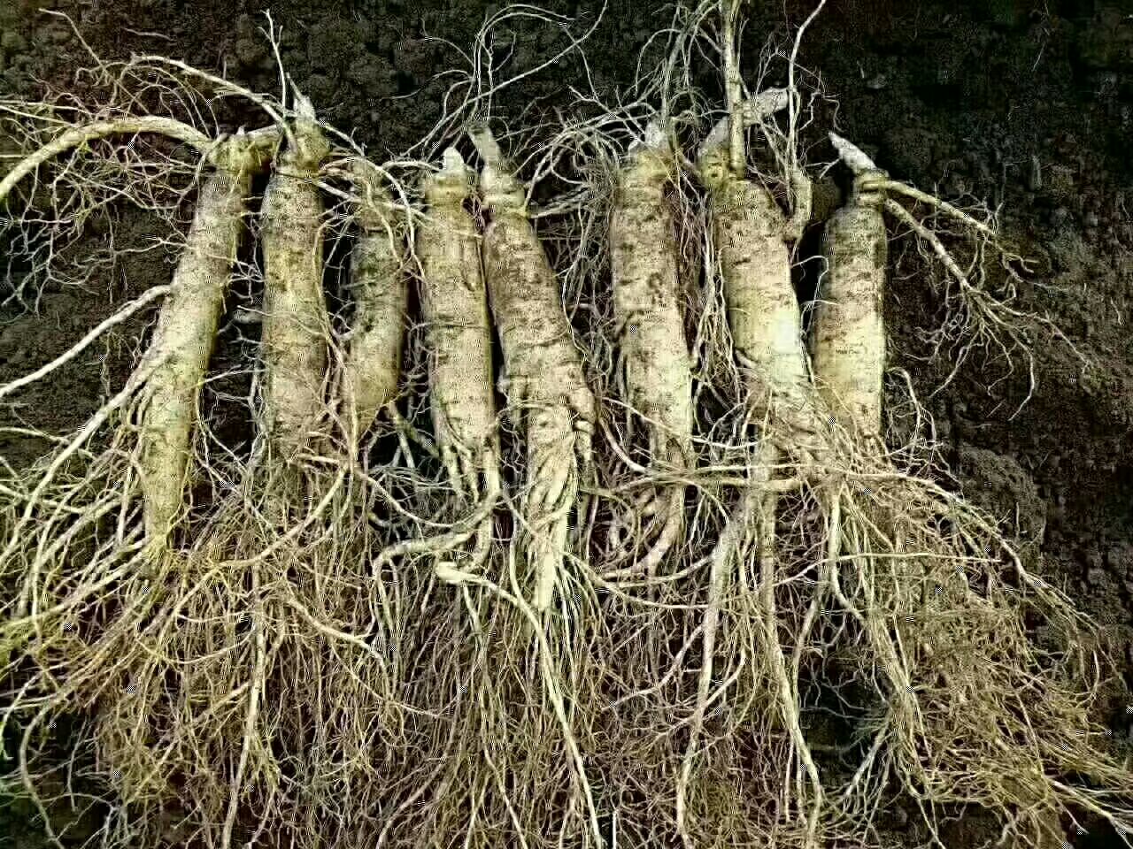 鲜人参根系结构对比图