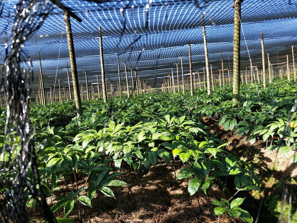 三七从种植到加工的全过程插画,包括山地种植、采挖、清洗、分离主根与剪口、晾晒、研磨成粉等环节,人物穿着传统服饰,背景为云南山区地貌,风格写实 三七种植与加工流程示意图