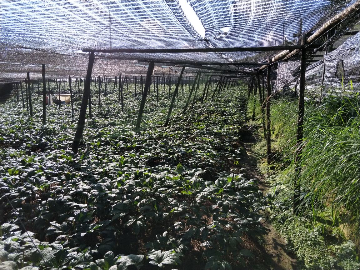三七植株生长阶段对比图：左侧为1年生幼苗（茎叶细弱，无膨大根），中间为2年生植株（根部初显膨大），右侧为3年生成熟植株（主根粗壮、表皮黄褐、须根密集）