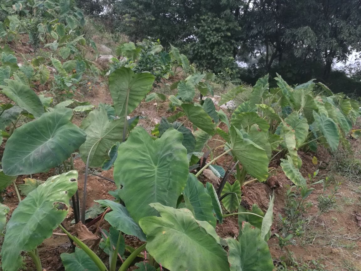 毛芋头植株特写