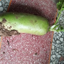 青萝卜1~1.5斤起