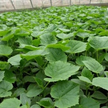 博洋9博洋6系列绿宝石羊角蜜花豹甜瓜等苗厂直供
