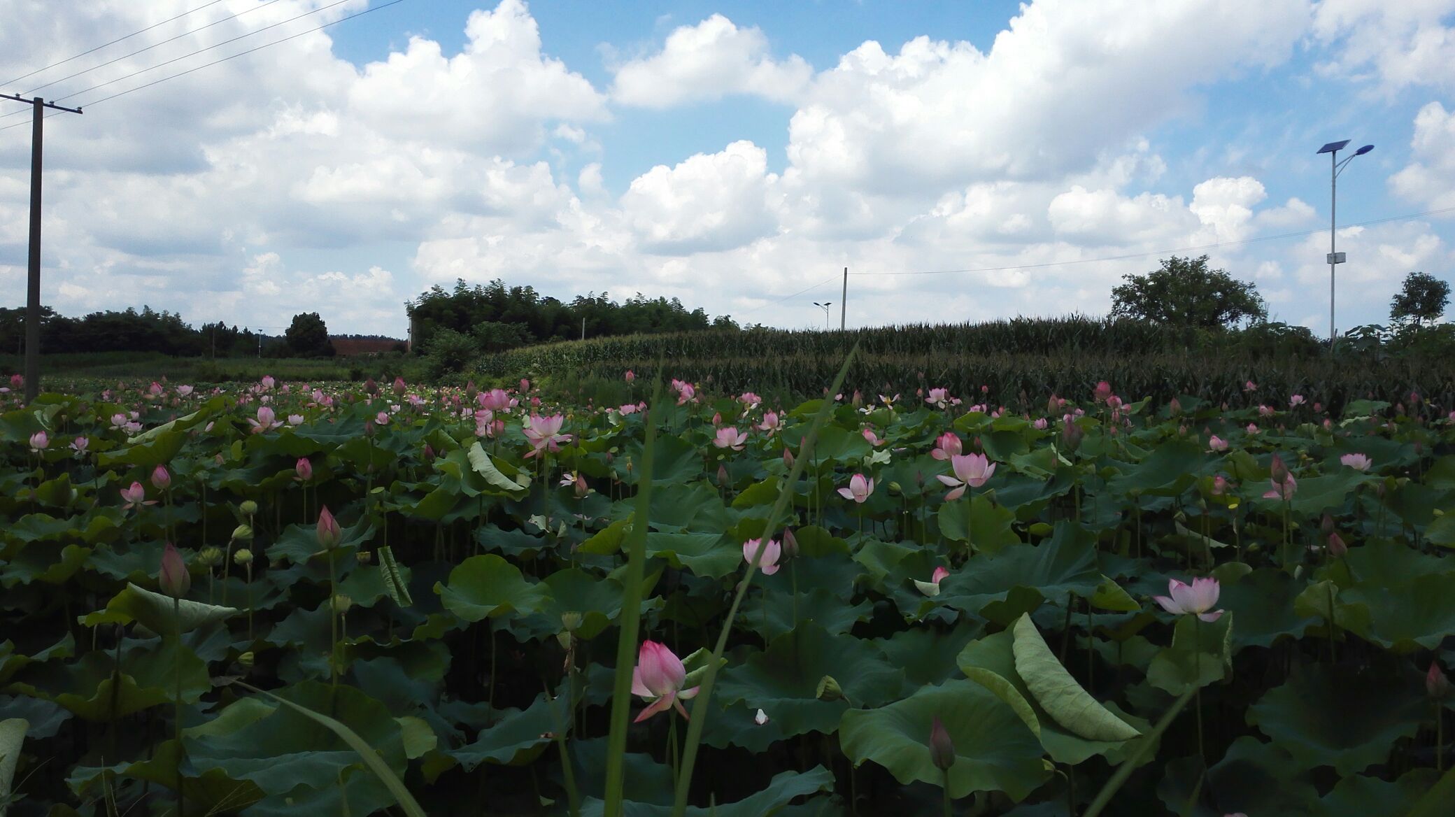 湘莲盛开的荷塘风光