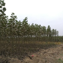 107杨树苗2公分