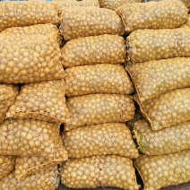 荷兰十五一级种薯1-3两小货