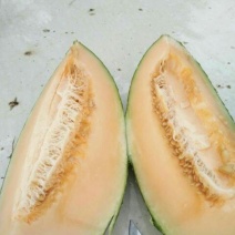 西州蜜瓜诚信经营，保质保量