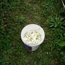 黄山贡菊一级