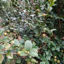 山茶油果小籽