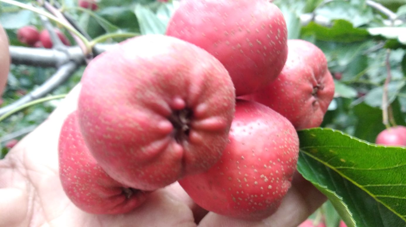 大五棱山楂特写