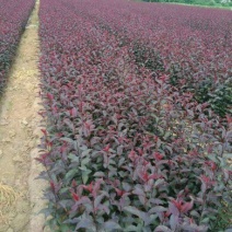 矮樱80~100cm2cm以下