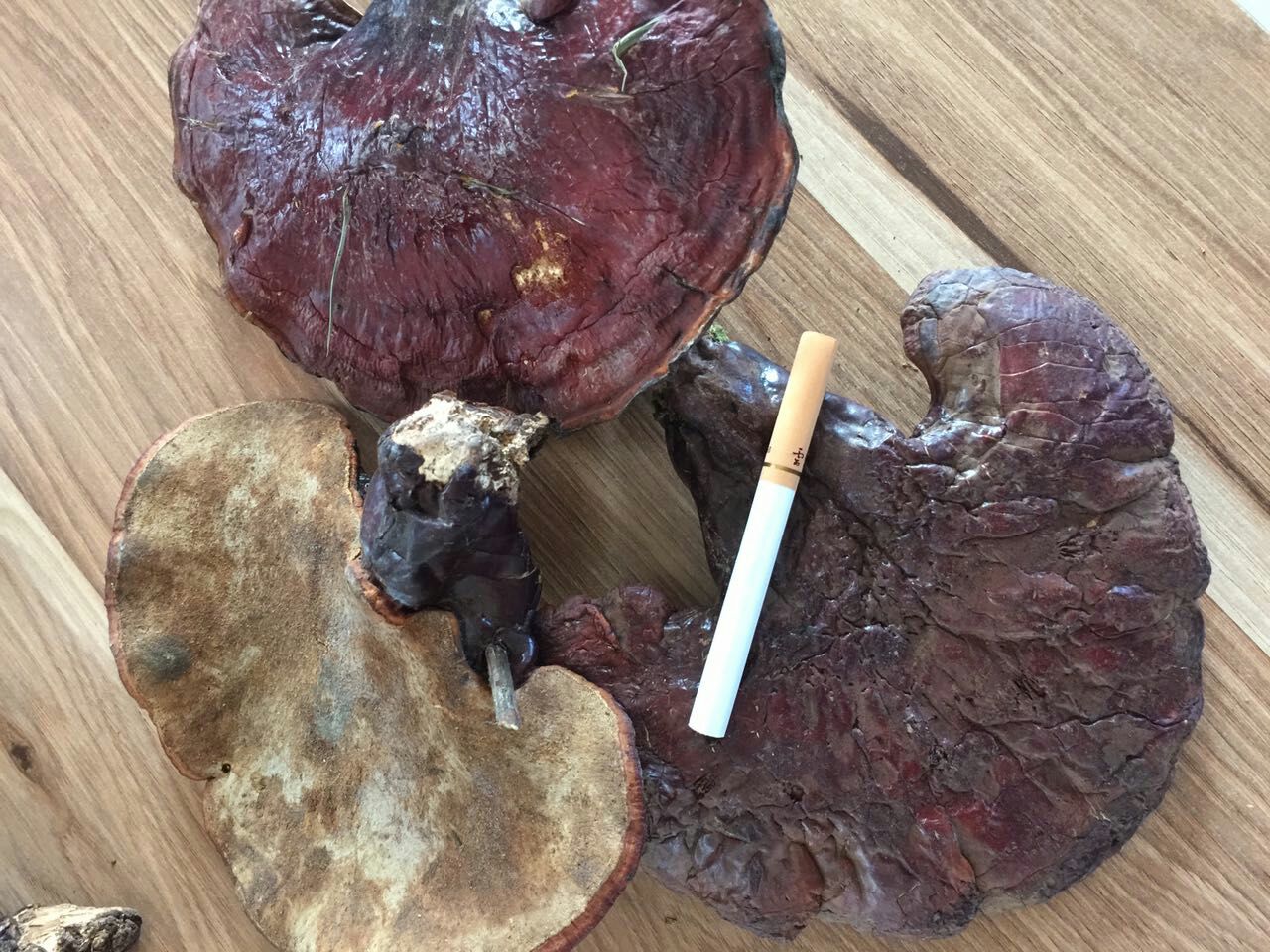 灵芝切片特写图