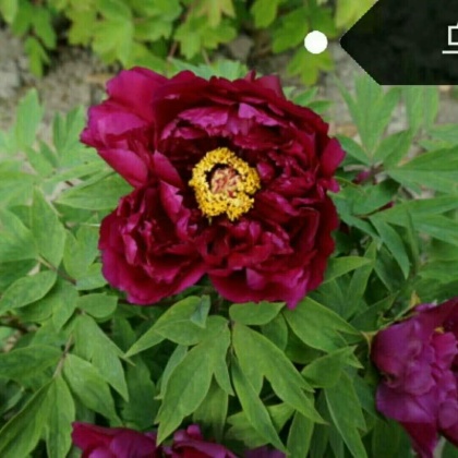 油牡丹苗价格行情