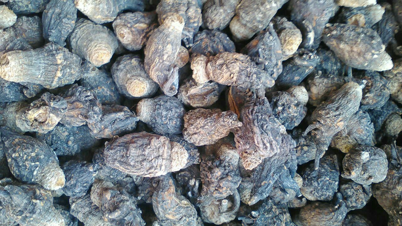 实验室标准化检测流程:使用紫外-可见分光光度计测定黑玛卡根茎乙醇提取液在420nm特征波长处的吸光度,验证黑芥子苷与多酚聚合物含量,画面包含精密仪器、校准试剂与数据界面 实验室场景:科研人员操作分光光度计检测黑玛卡乙醇提取液在420nm波长下的吸光度值,电脑屏幕显示清晰峰值曲线,旁置标准比色皿含深棕黑色溶液