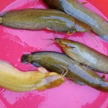土鲶鱼食用