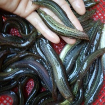 台湾泥鳅食用人工养殖15~20cm