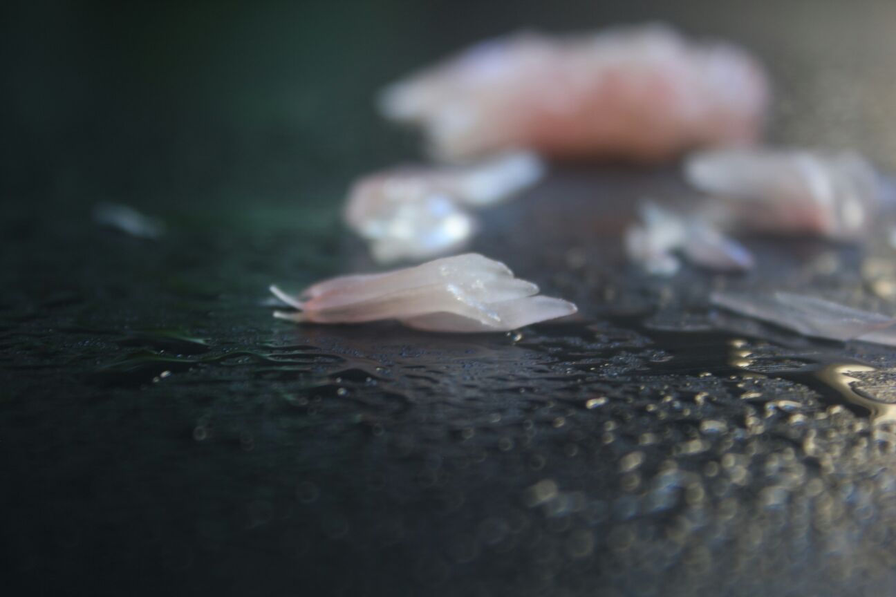 微距镜头下的沙田柚花细节,展示花瓣纹理与花蕊结构,清晰可见 微距镜头下的沙田柚花细节