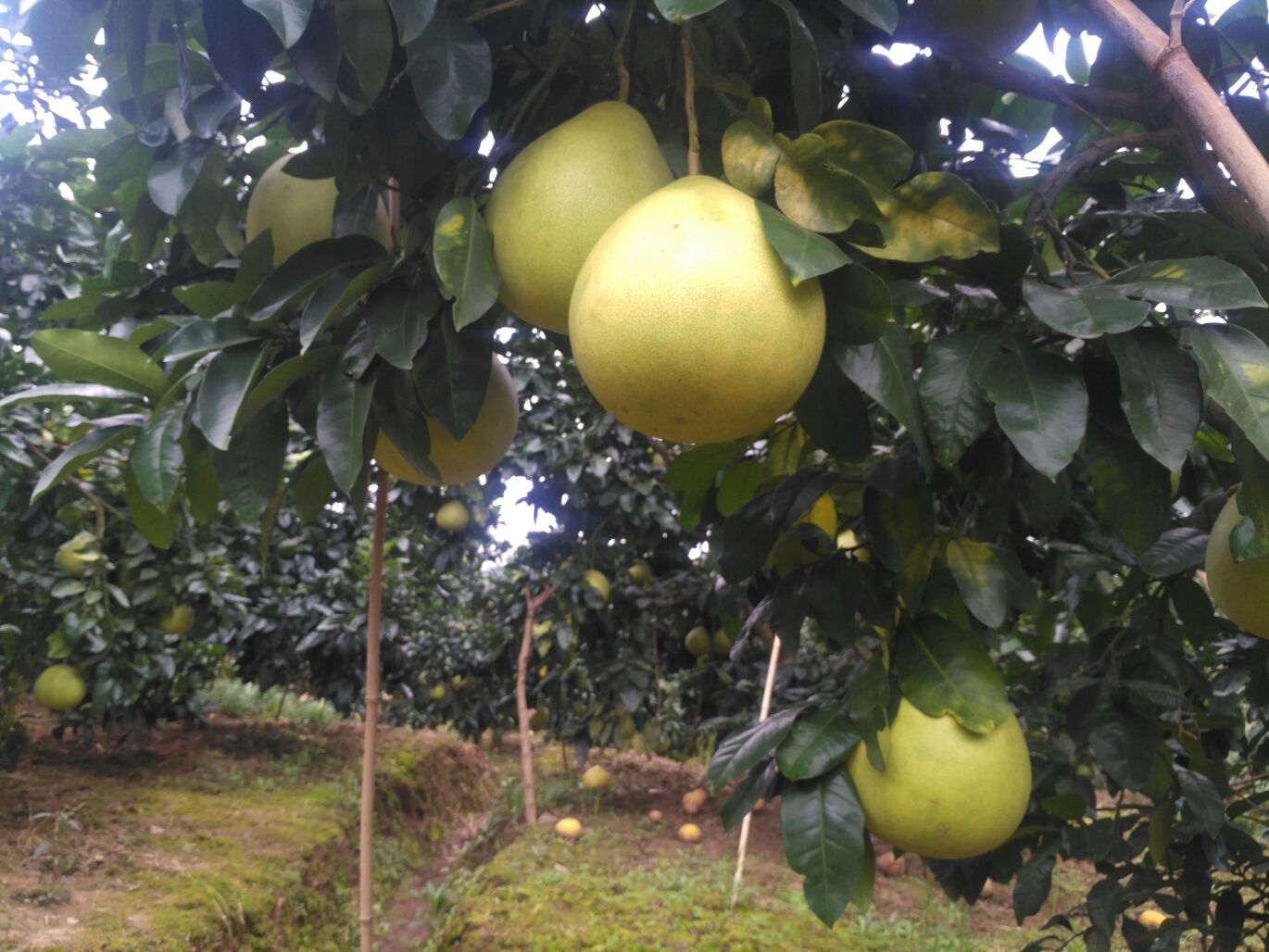 琯溪蜜柚果园航拍图