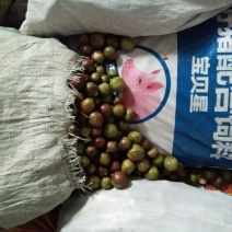 大量供应山茶油果，油茶籽